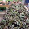 Love Succs in Florida