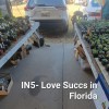 Love Succs in Florida