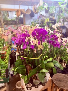 TT Orchids