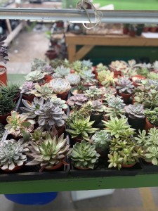 Love Succs in Florida