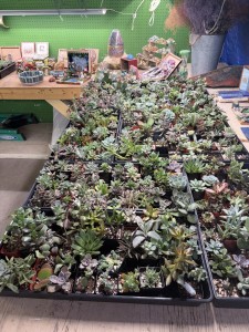 Love Succs in Florida